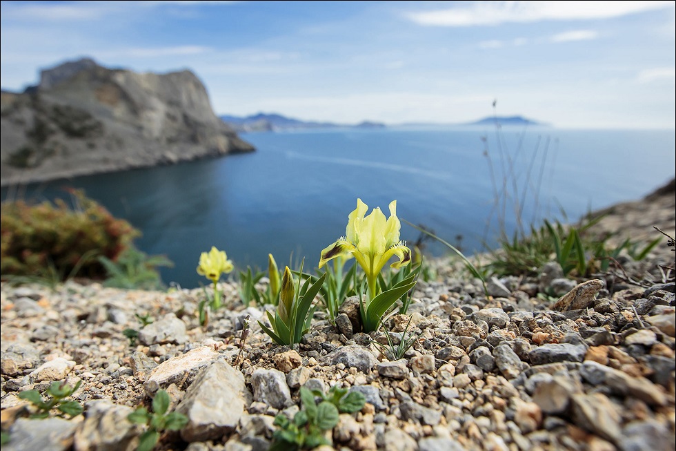 Весенний цветок Крыма